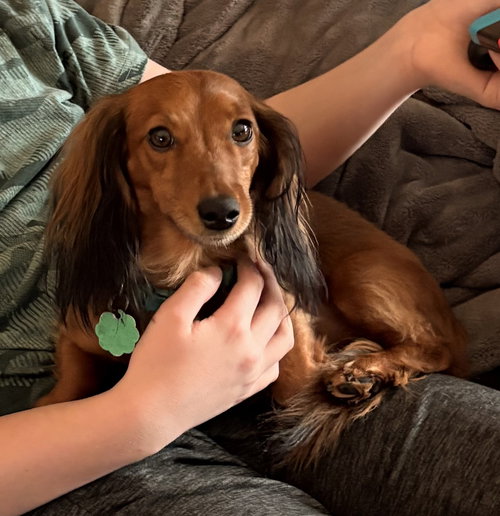 Pickle