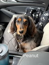 Peanut