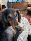 Peanut