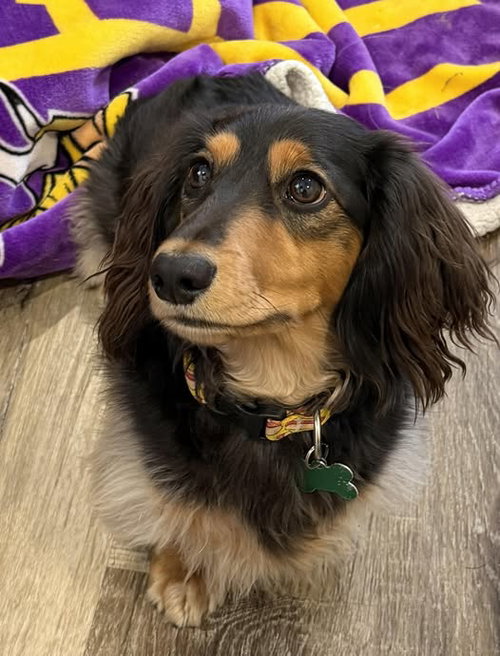 picture of the dog needing adoption