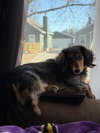 Peanut