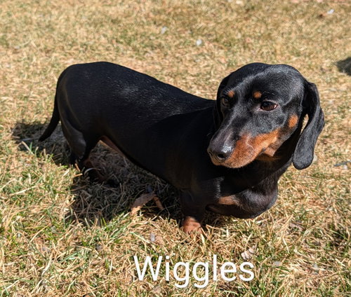 Wiggles