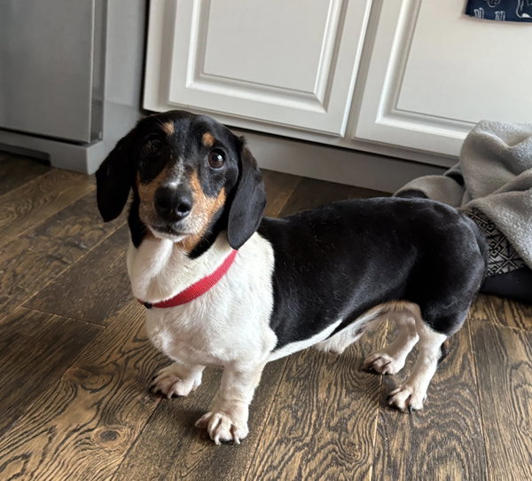Gus