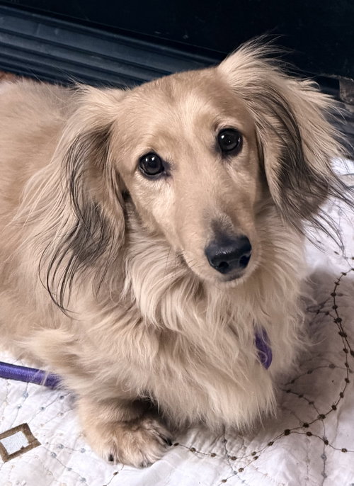 Penner