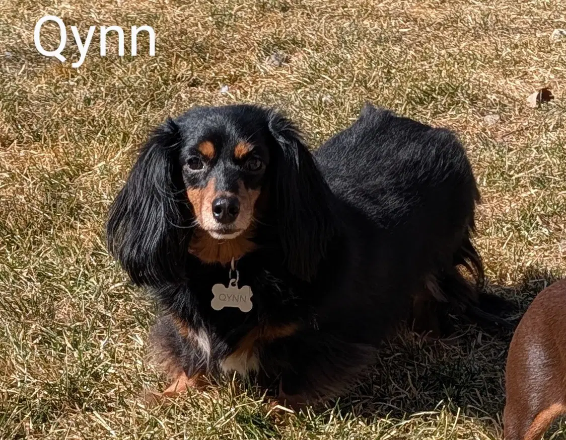 Qynn - Dachshund