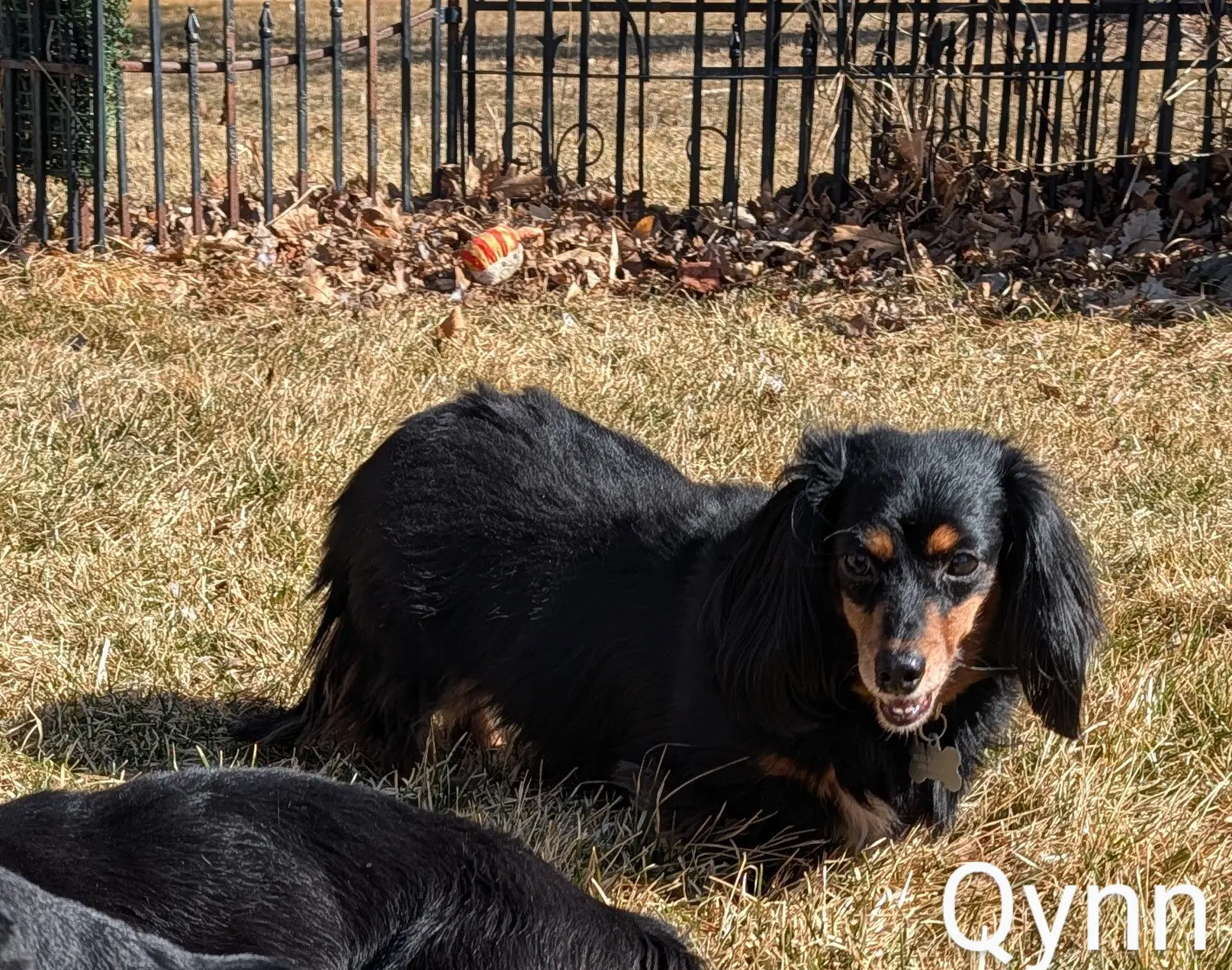 Qynn image 3