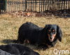 Qynn