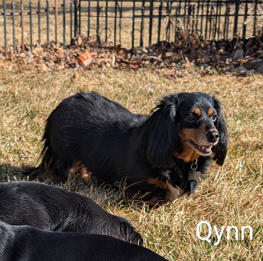 Qynn