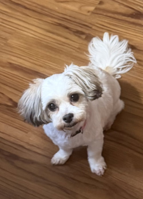 Cora