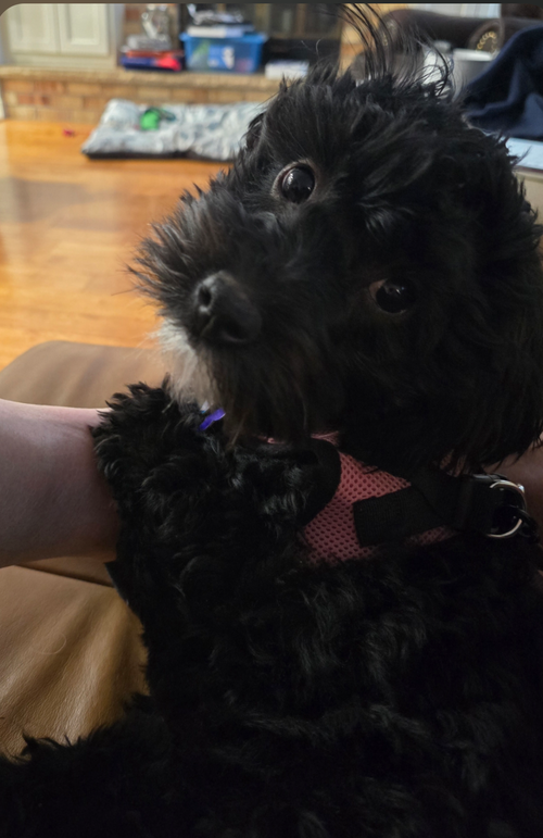 picture of the dog needing adoption