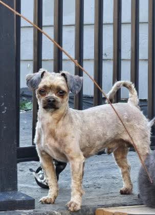 picture of the dog needing adoption