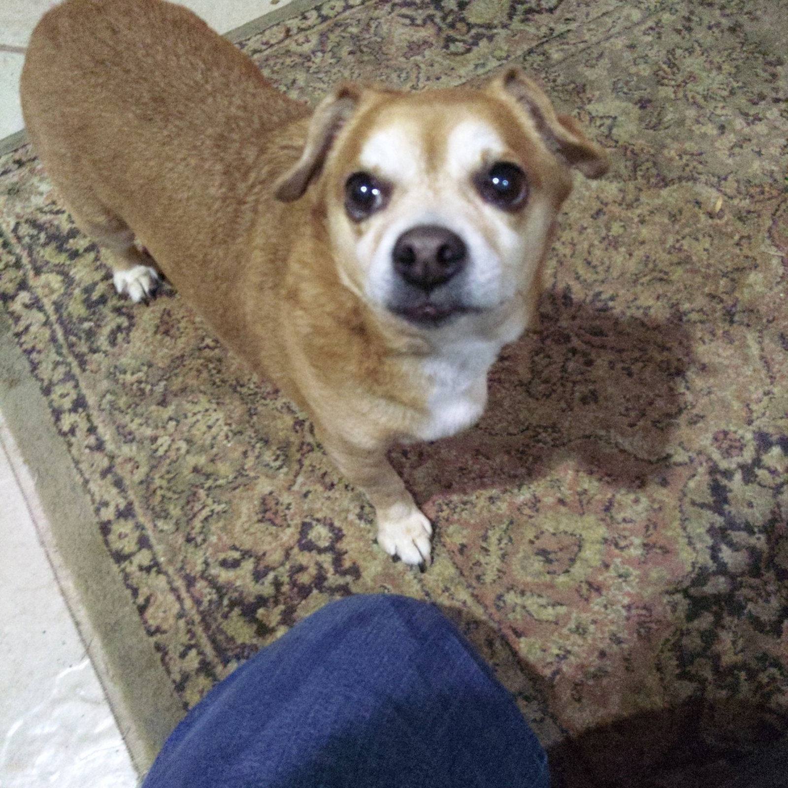 Sammy