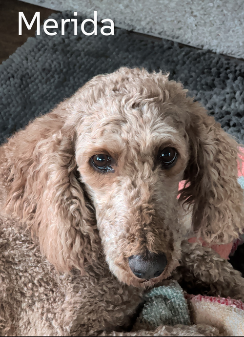 Merida, an adoptable Poodle in Sioux Falls, SD