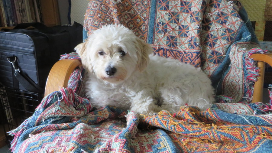Molly