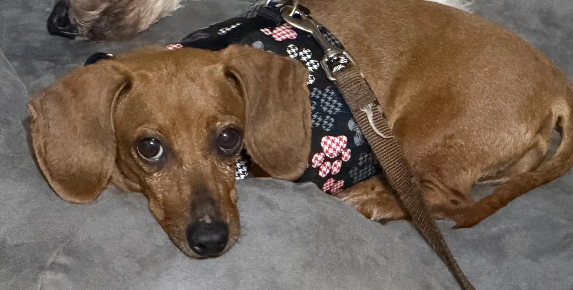 Eileen - Dachshund