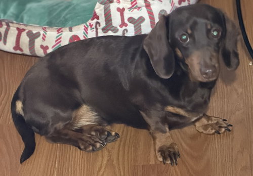 Margaret, an adoptable Dachshund in Sioux Falls, SD