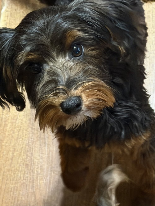 Lincoln, an adoptable Yorkshire Terrier Yorkie in Sioux Falls, SD