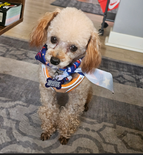 Jack, an adoptable Poodle in Sioux Falls, SD