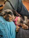 Lola