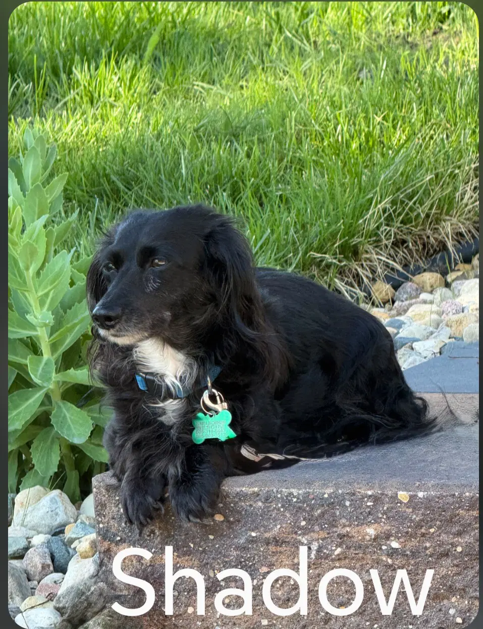 Shadow - Dachshund
