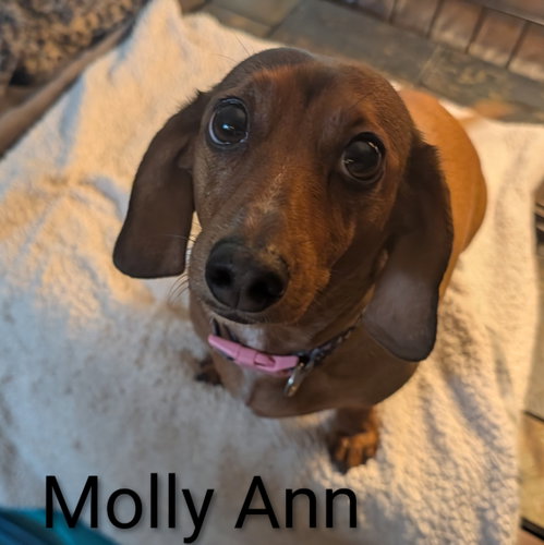 Molly Ann photo 2