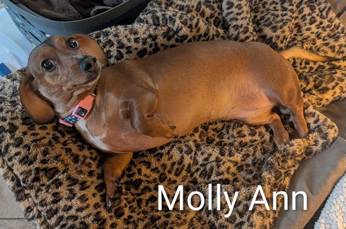 Molly Ann photo 3