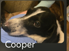 Cooper