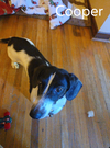 Cooper