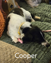 Cooper