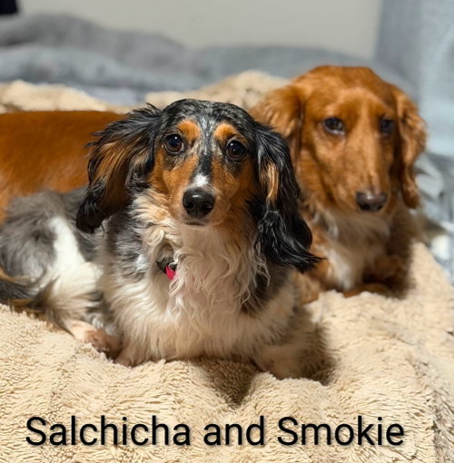 SALCHICHA AND SMOKEY - Dachshund for adoption in Sioux Falls