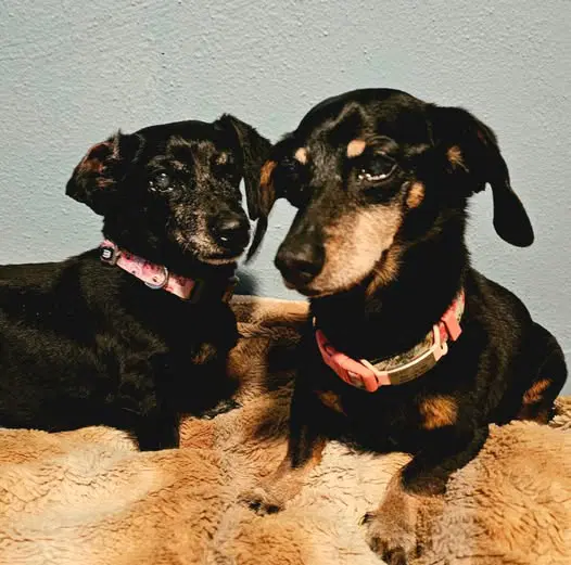 Abby And Violet - Dachshund