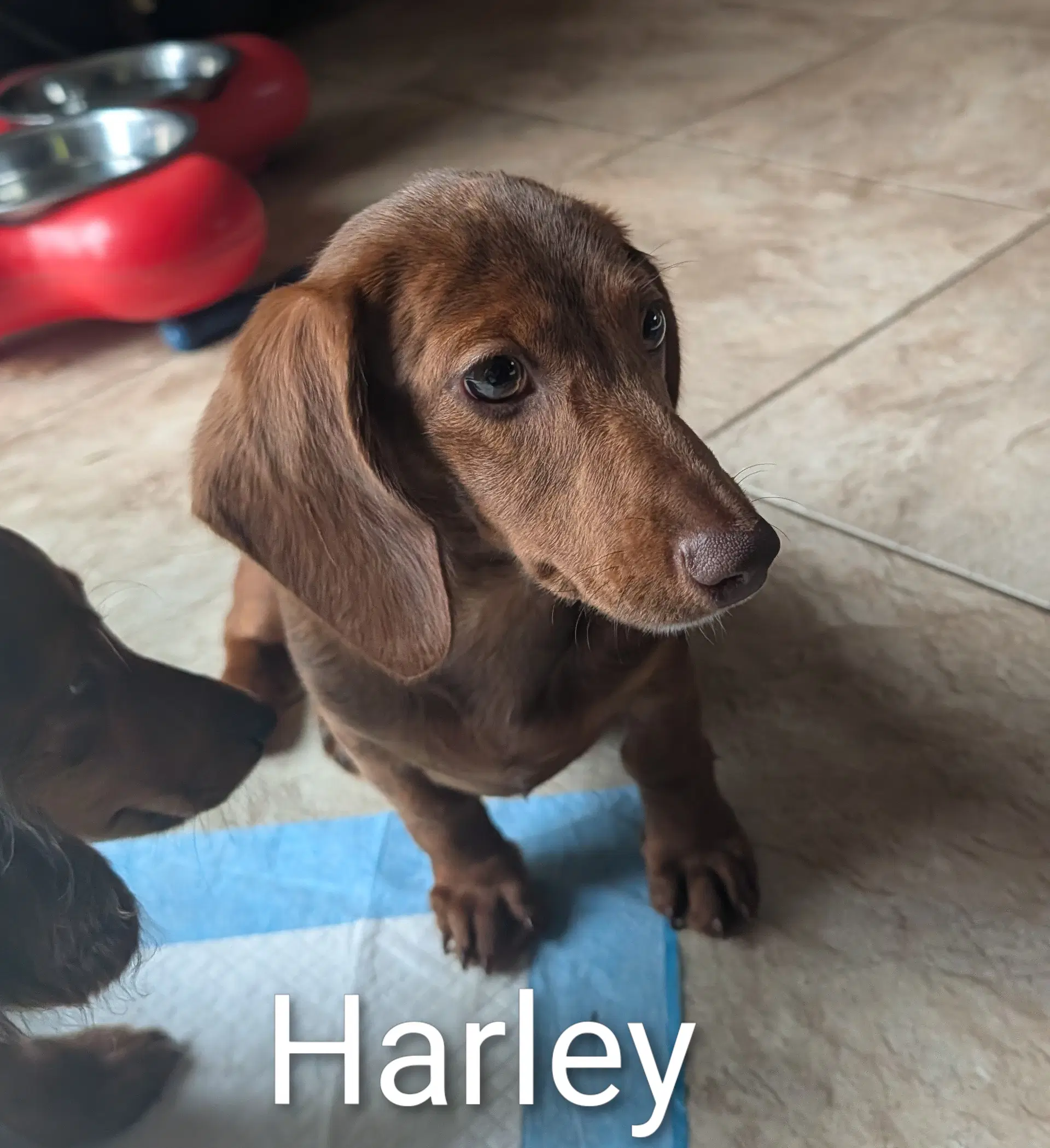 Harley image 2
