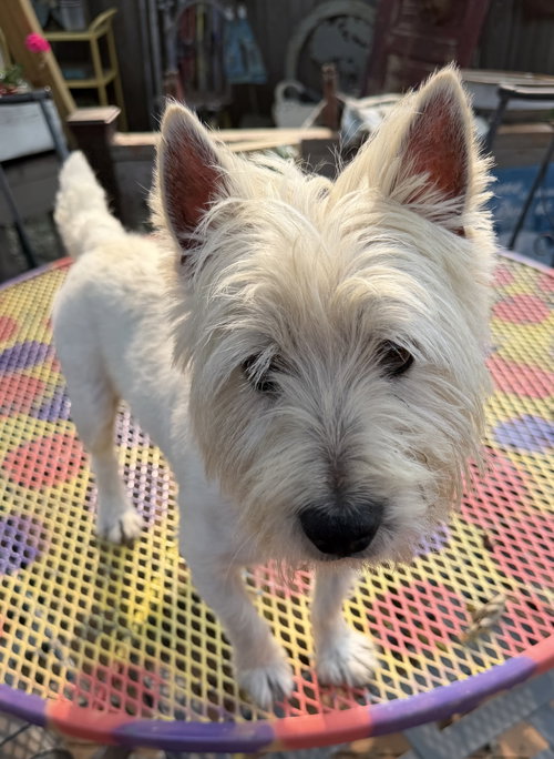 Eddie, photo 3