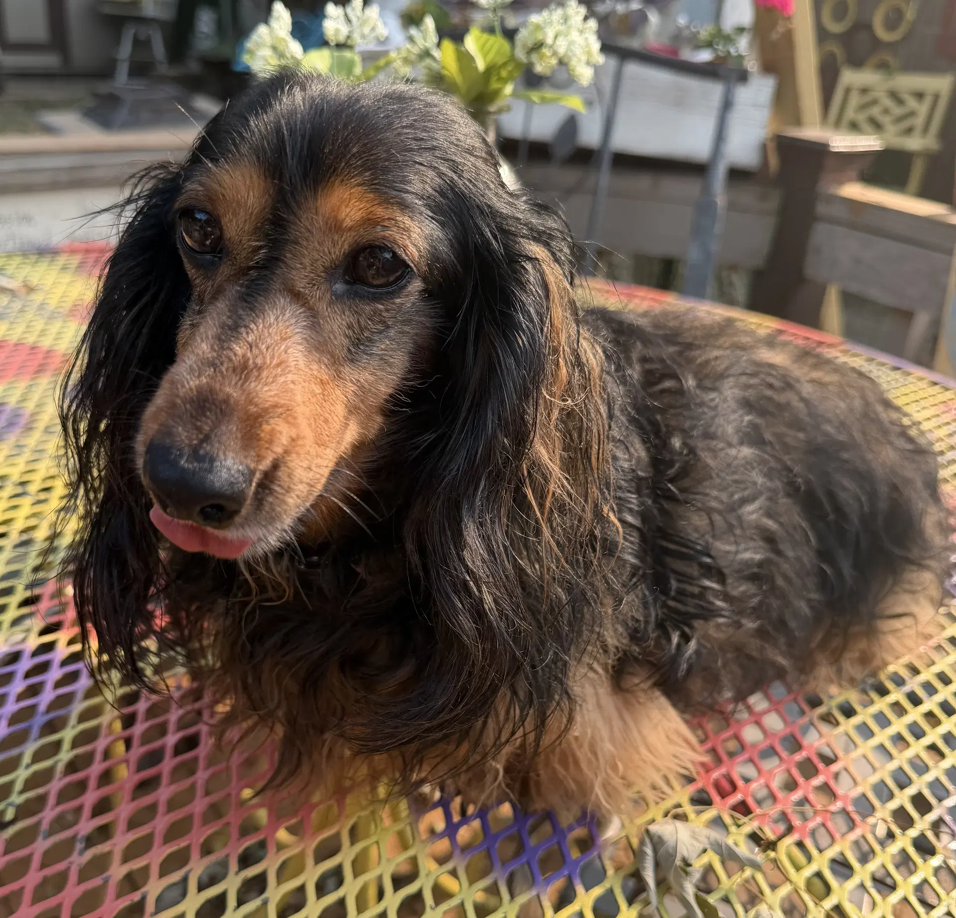 Tara - Dachshund