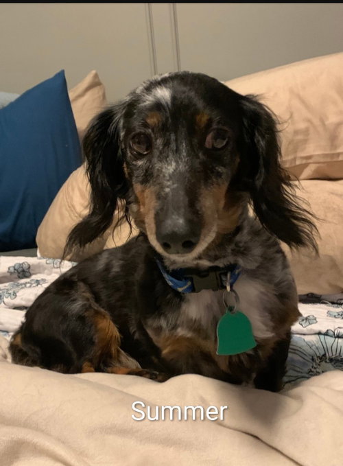 Summer, an adoptable dog