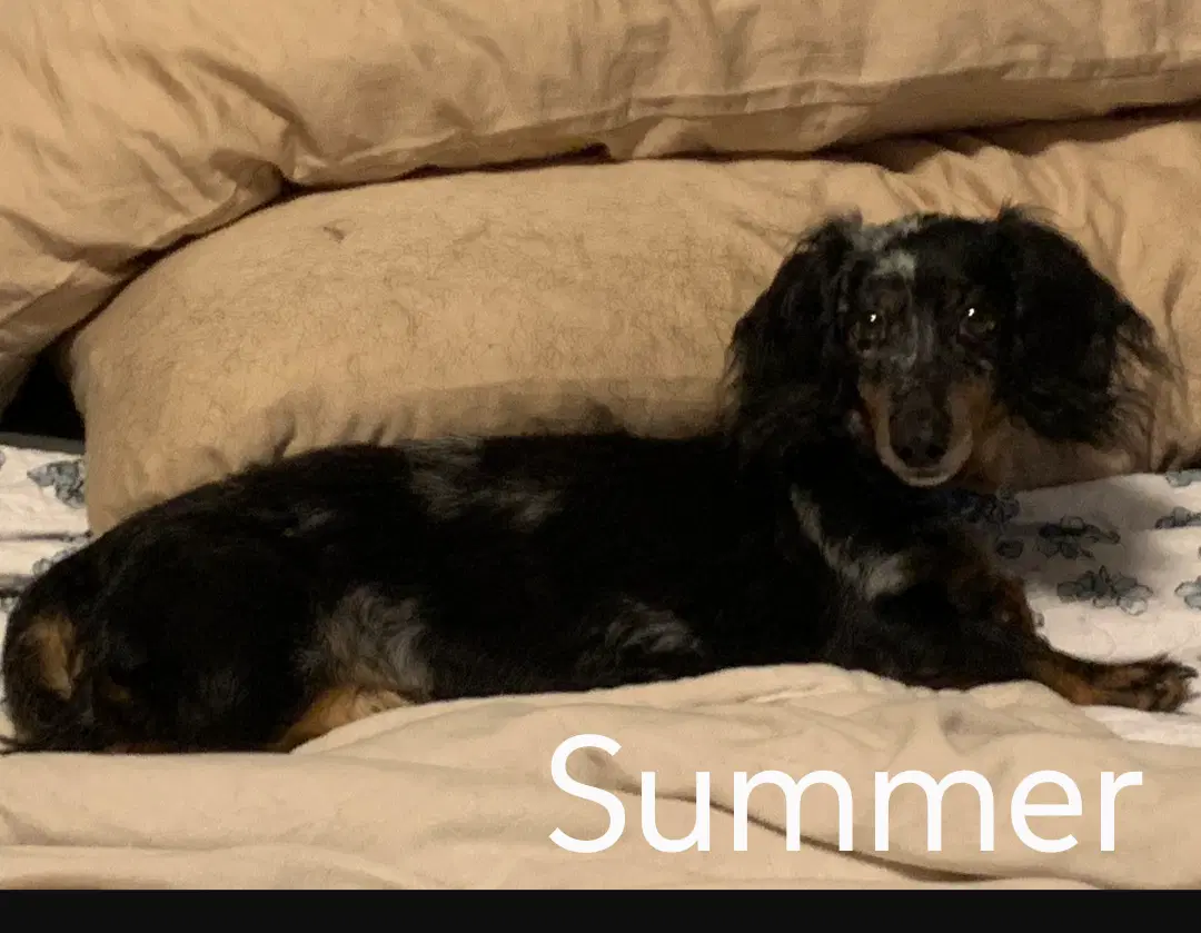 Summer image 3