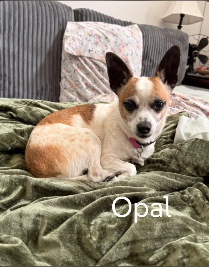 Opal image 1