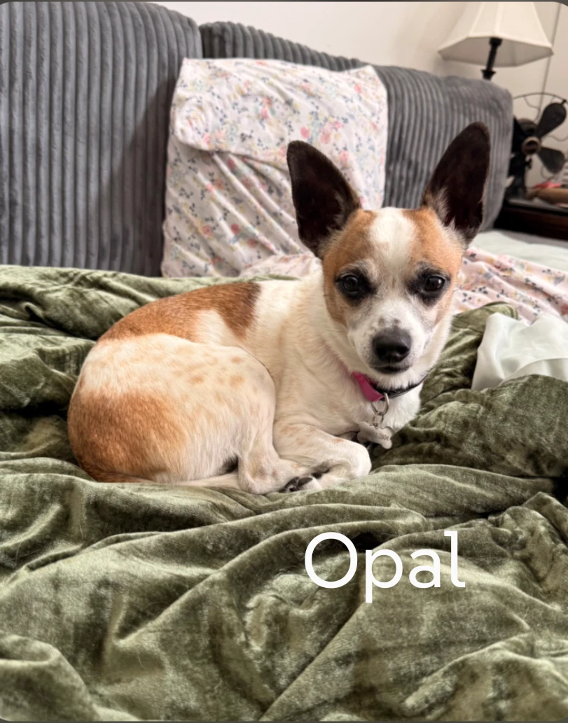 Opal