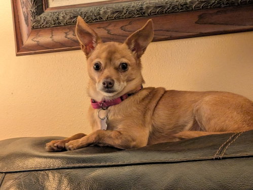 Honey, an adoptable dog