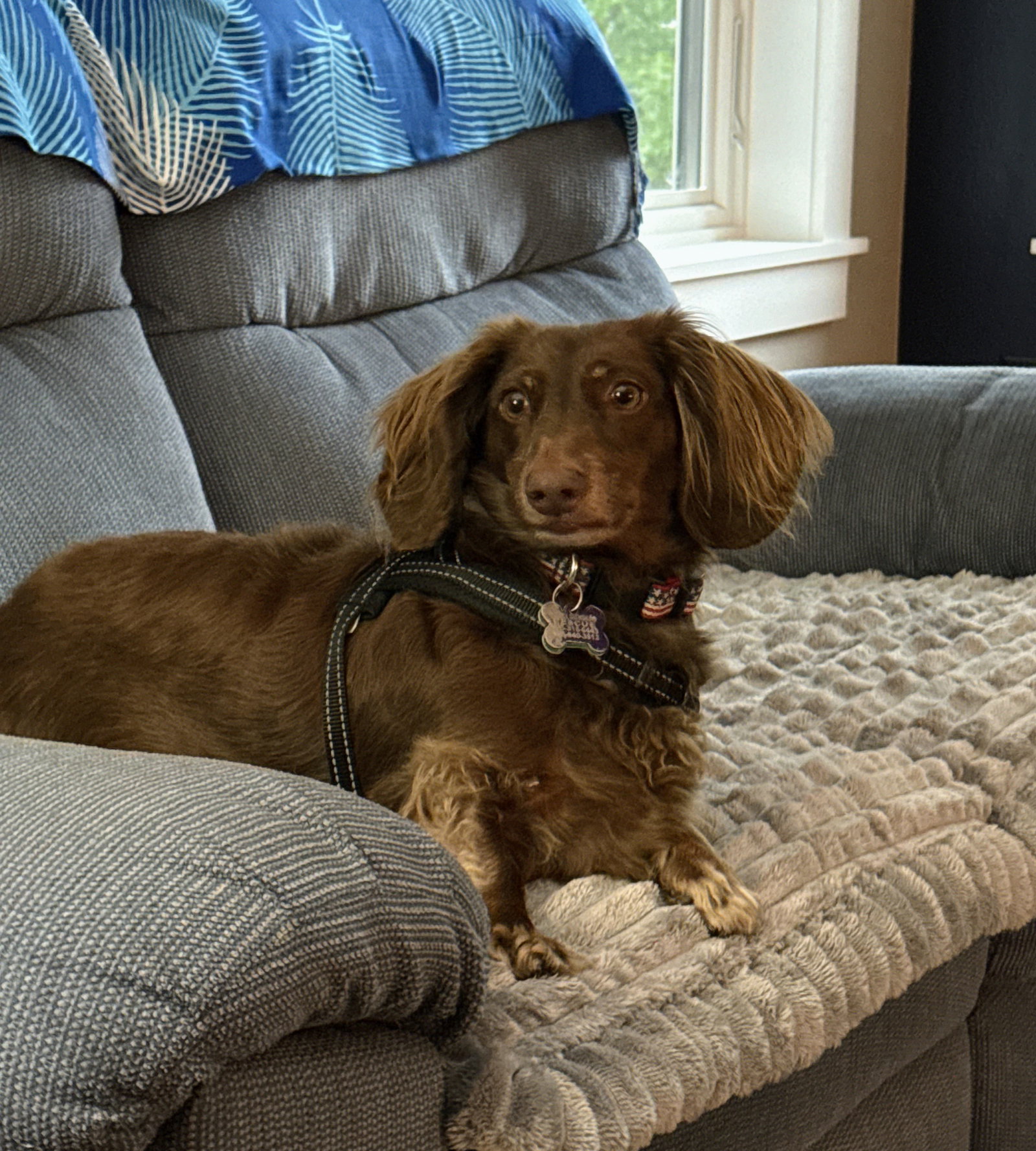 Rip, Dachshund