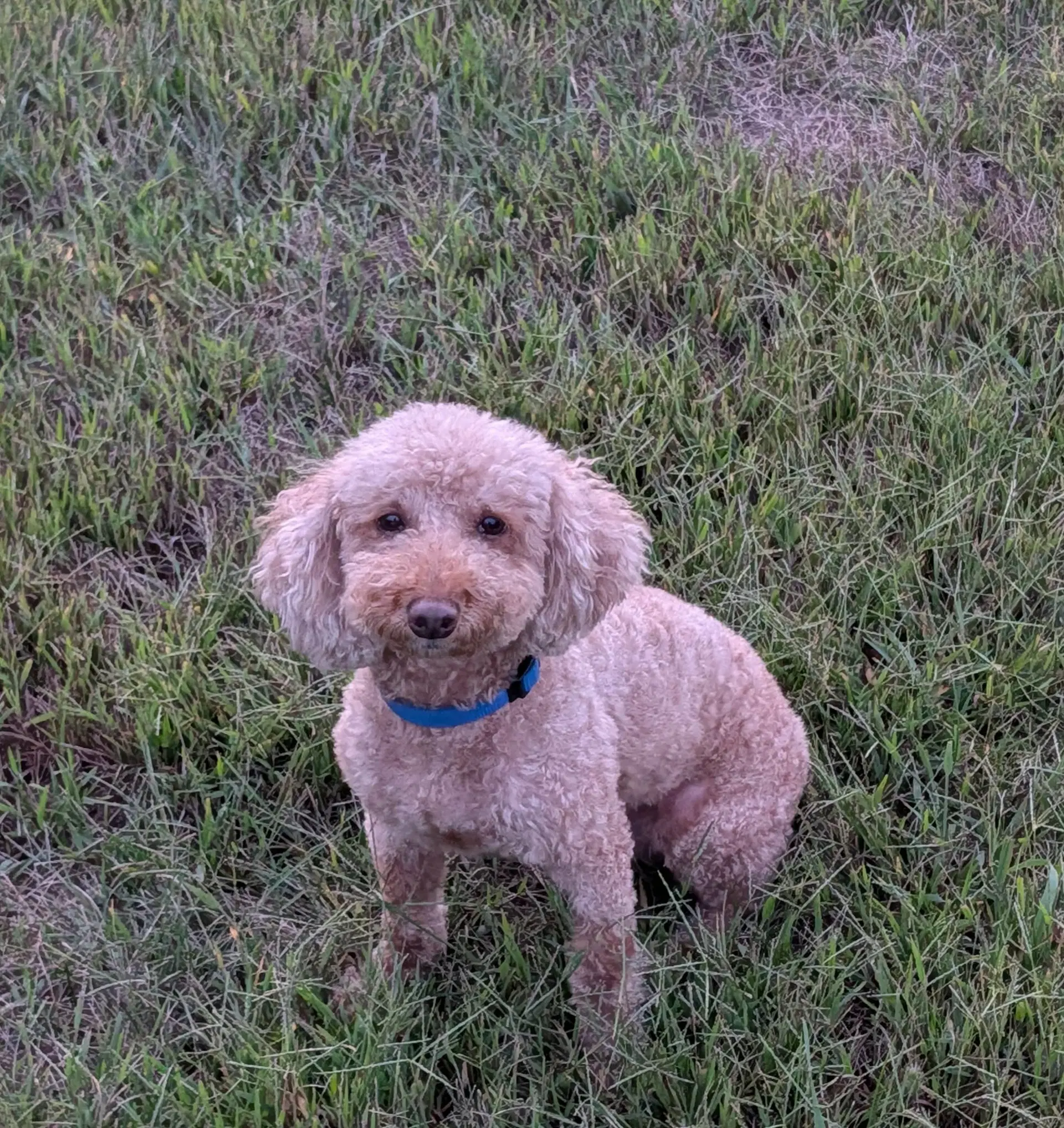 Mason - Poodle (Miniature)