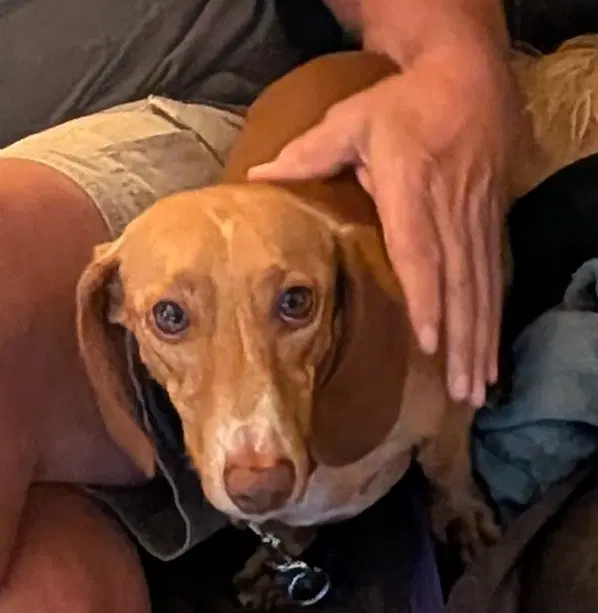 Seymour - Dachshund