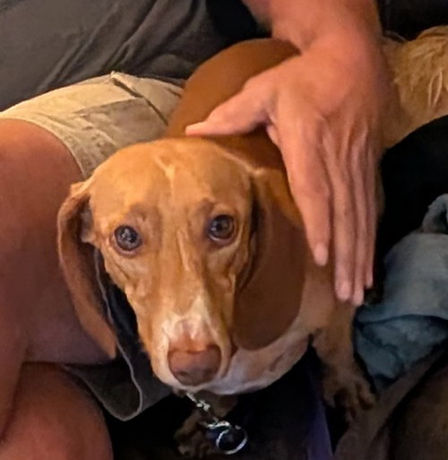 Seymour, an adoptable dog