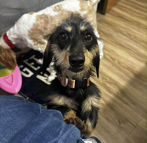 Roxi, an adoptable dog