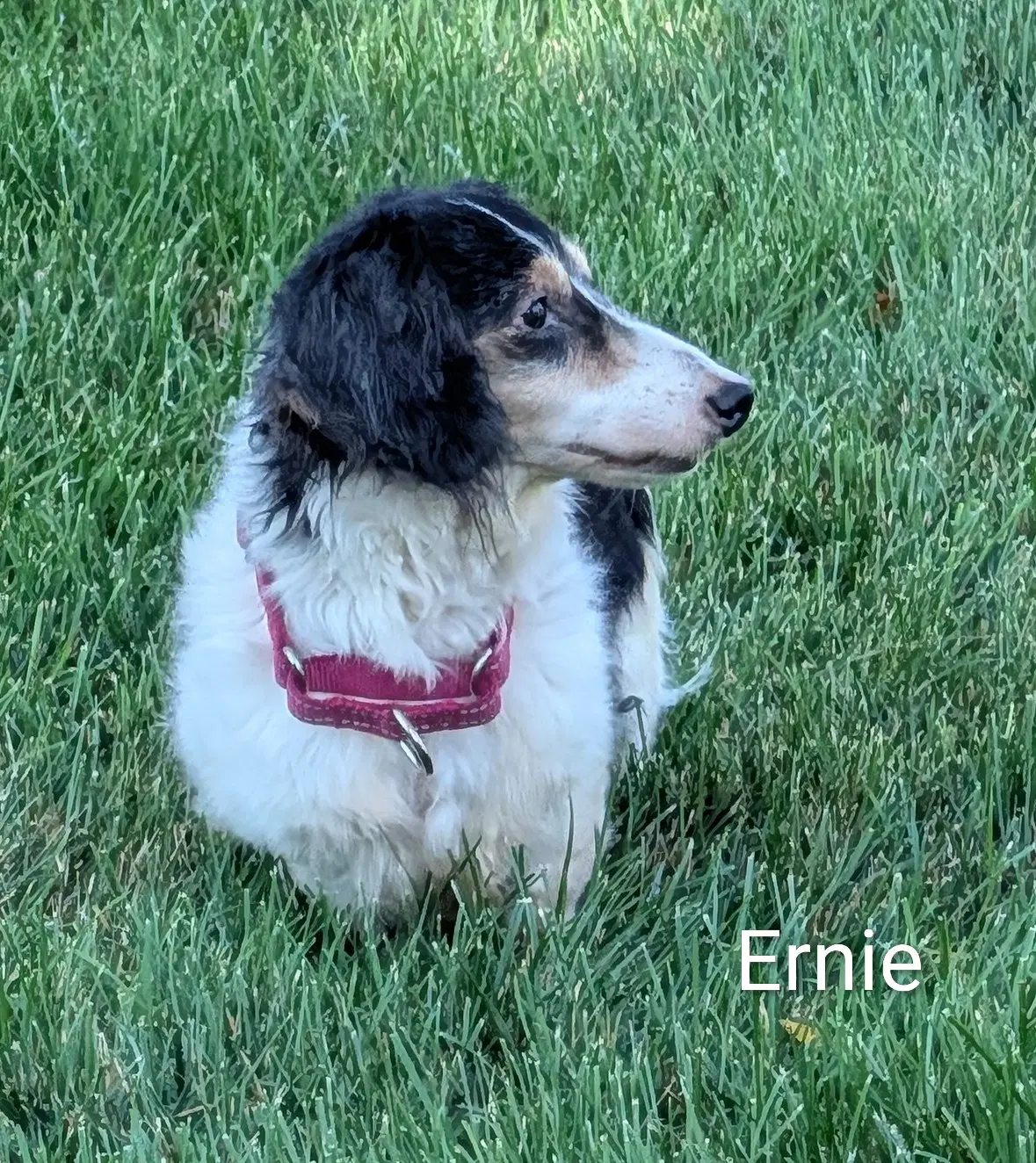 Ernie image 2