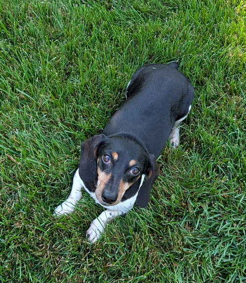 Olivia, an adoptable dog