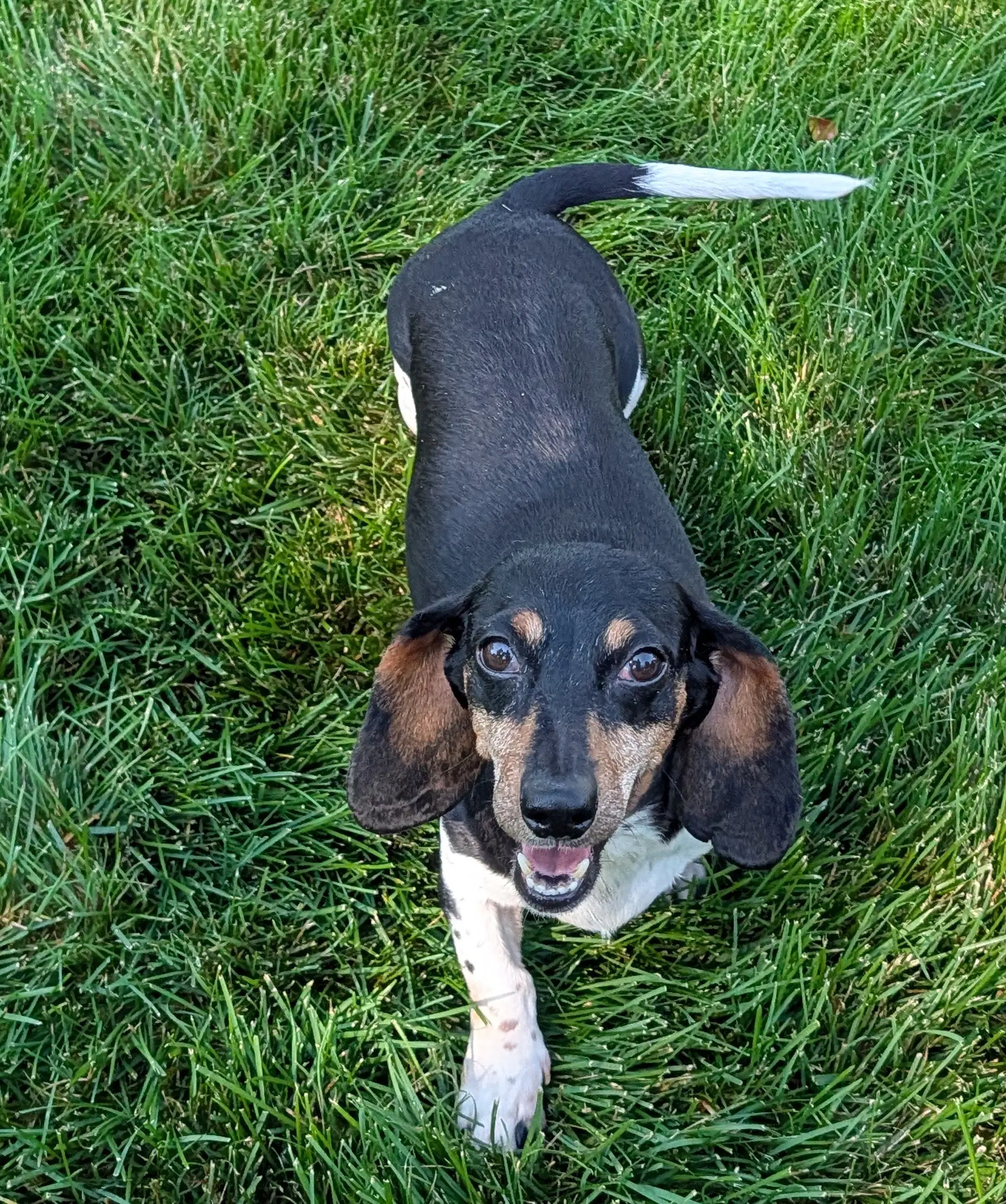 Olivia image 2