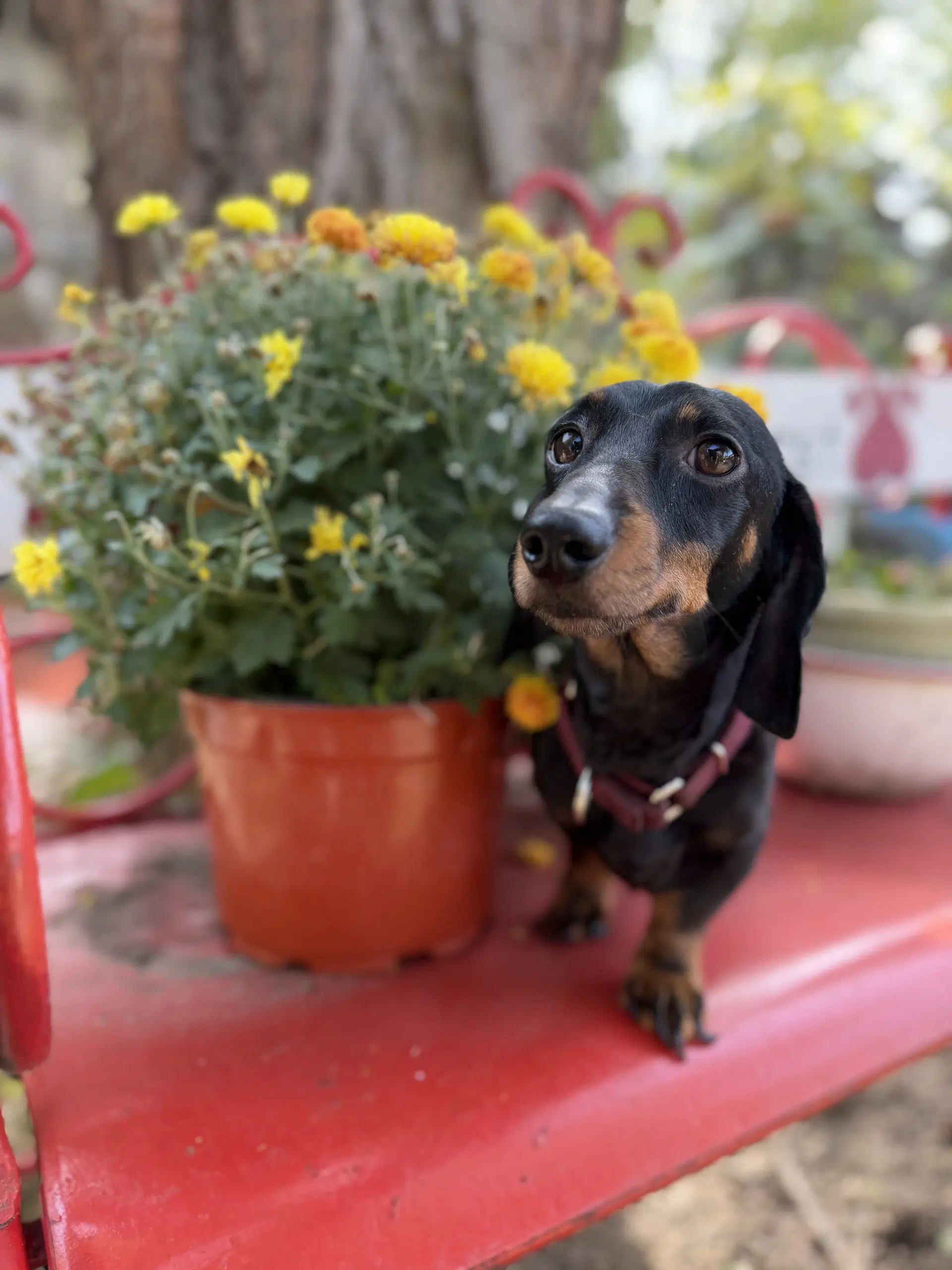Dean - Dachshund