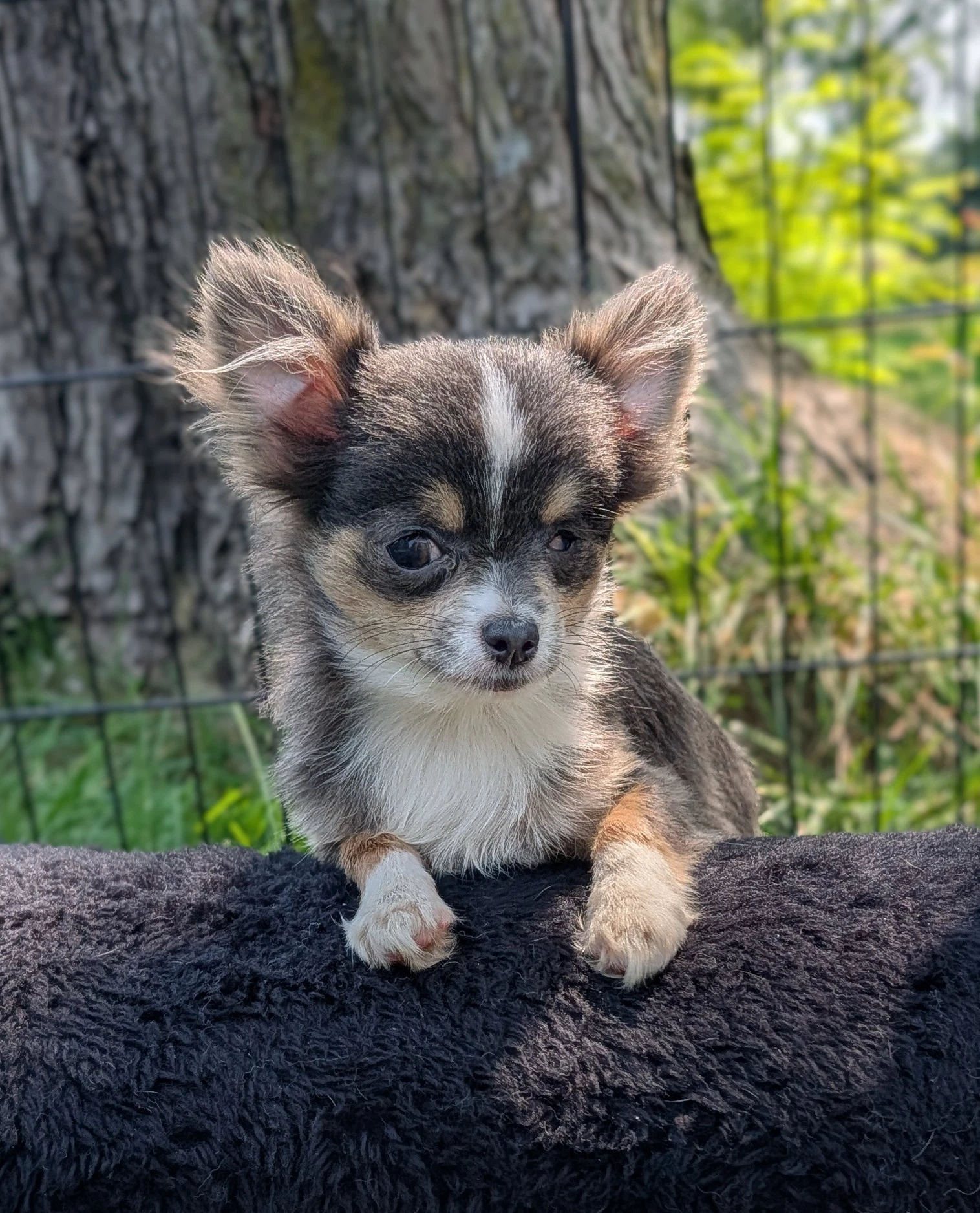Nacho