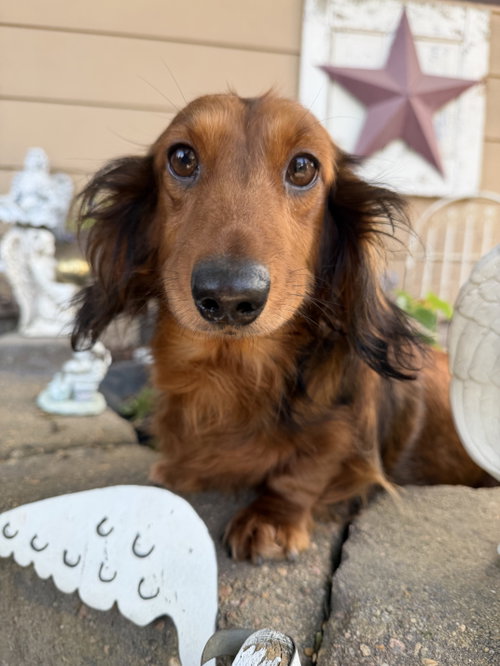 Louella, a dog for adoption from Dakota Dachshund Rescue